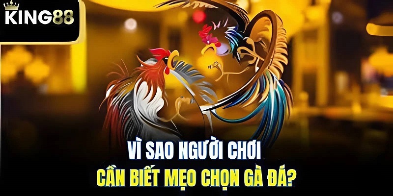Mẹo chọn gà đá tại King88