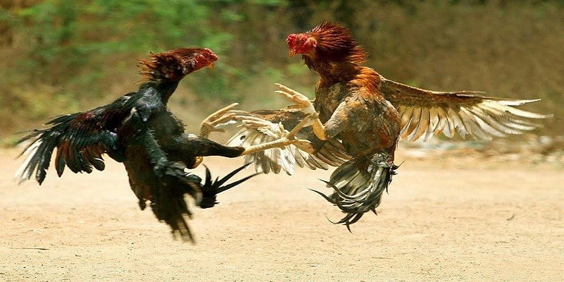 Yếu tố chọn chiến kê hoàn hảo