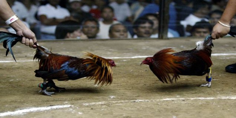 đá gà cựa sắt King88
