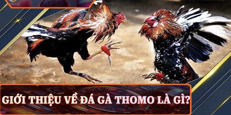 Sơ lược tổng quan về đá gà thomo King88