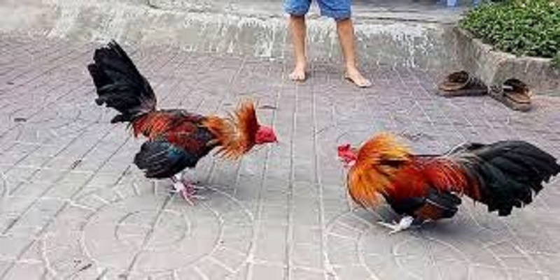 Đá gà tre bộ môn yêu thích của các kê thủ