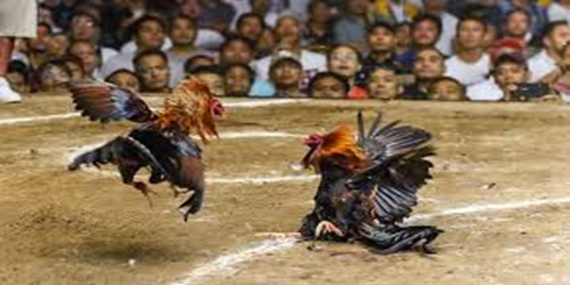 Mẹo và ưu điểm của đá gà King88